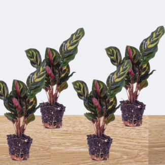Set von 4 Pfauenpflanzen - Calathea Makoyana - Perfekt für Terrarium oder Zimmer - Topfgröße Ø 6 cm