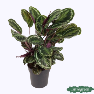 Auffällige Zimmerpflanze Calathea Medaillon von ca. 80 cm, Ø19cm