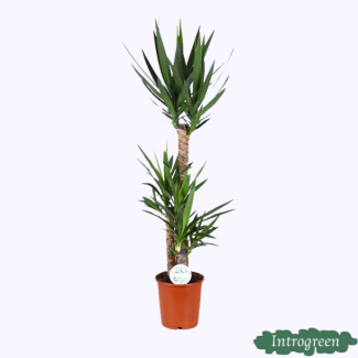 Yucca, pflegeleichte Zimmerpflanze 125 cm hoch - immergrüner Sukkulent
