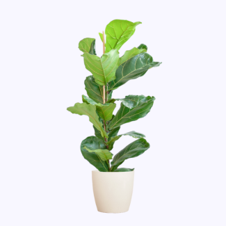 ficus lyrata vioolbladplant 80cm viber sfeer viber pot wit