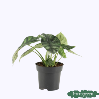 Drachenpflanze, Alocasia Drache, Ø14cm - ↕25cm hoch