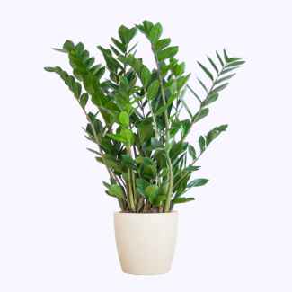 Zamioculcas zamiifolia mit Viber weiß - 80cm - Ø21