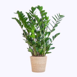 Zamioculcas zamiifolia mit natürlichem Sofia-Topf - 80 cm - Ø21