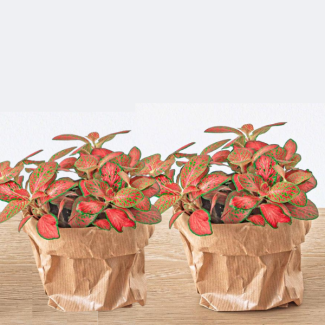2 Stück Fittonia - rot, rosa, orange und limegrünes Blatt - Mosaikpflanze - Ø 8 (Terrarienpflanze)