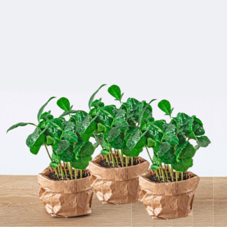 3 Stück Terrariumpflanze Coffea Arabica - Kaffeepflanze - Kaffeekirschen - Ø6
