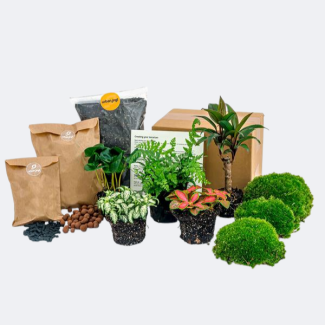 Do-it-yourself Terrarium Nachfüll- und Startpaket mit 6 verschiedenen Arten von Terrarienpflanzen