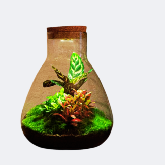 DIY Terrarium - Sam Calathea mit Licht - ↕ 30 cm - Normal