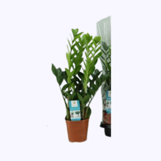 Zamioculcas 14cm - Ø14cm - ↕65cm