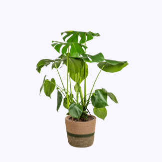 Monstera Deliciosa Tauerii, inklusive Korb Ø21cm - Höhe 70–90 cm