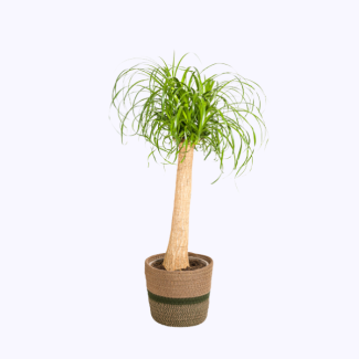 Pferdeschwanzpflanze Stamm mit Topf - ↕80 - 100cm hohe Zimmerpflanze mit palmähnlichem Aussehen