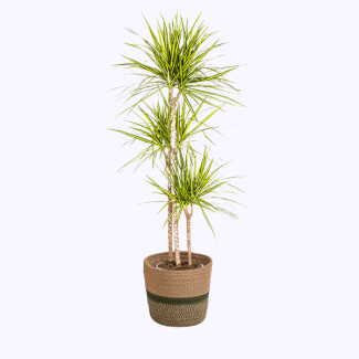 Dracaena mit gelben Streifen inklusive Topf Ø24cm ↕130 - 150cm