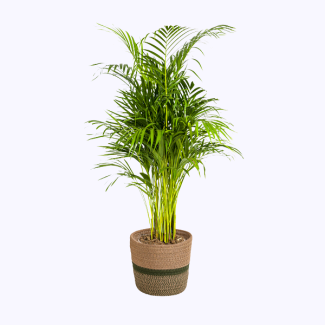 Goldpalme in Dekorationskorb Ø21cm - ↕100 - 120cm fiederartige Zimmerpflanze