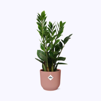 Zamioculcas – Höhe 45-50 in ELHO Vibes Fold 14cm rosa
