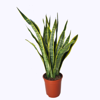 Schwiegermutterzunge (Sansevieria Laurentii) - ca. 90 cm hohe Zimmerpflanze