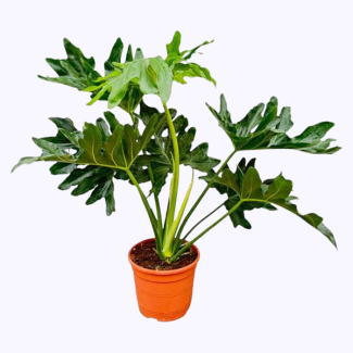 Philodendron Selloum - 60 cm - Tropische Zimmerpflanze mit auffälligen Blättern
