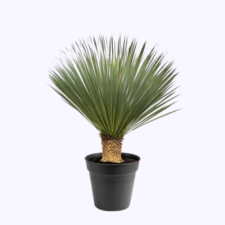 Yucca rostrata Garten- und Zimmerpflanze, 100 - 120 cm hoch