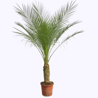 Zierliche Dattelpalme