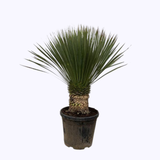 Blaue Bechergabel-Yucca außen, ca. 110 cm hoch, Wüstenatmosphäre