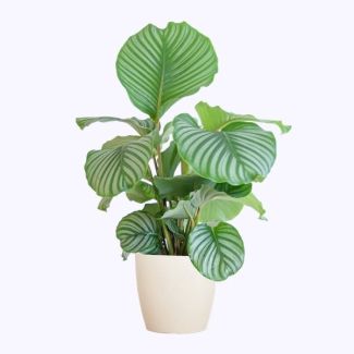 Calathea Orbifolia mit weißem Viber - 65cm - Ø21