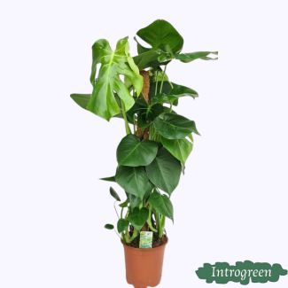 Gartenplan mit Moosstab, Grüne Zimmerpflanze, Tropisch, Monstera Deliciosa - Ø19cm - ↕80cm