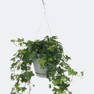 Hängepflanze, Efeu, Hedera helix Grün – Hängetopf Weiß/Basic – Ø17 cm, ↕40 cm