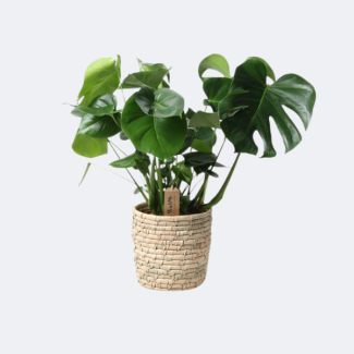 Die Gatenpflanze im Korb, Monstera im Palmblattkorb, Ø21 cm – ↕60 cm