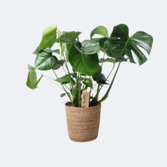 Die Gatenpflanze in natürlichem Korb, Monstera im natürlichen Korb, Ø21 cm – ↕60 cm