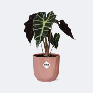 Elefantenohren in ELHO Vibes Faltfarbe Rosa, Grüne Pflanze, Tropisch, Charakteristisches Blatt, Alocasia Polly - Ø14cm - ↕40cm