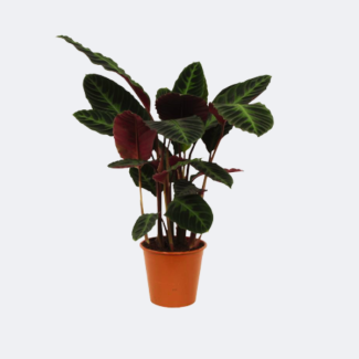 Pfauenpflanze mit lila-grünen Blättern, 80 cm hoch, Ø19 cm, Calathea warscewiczii