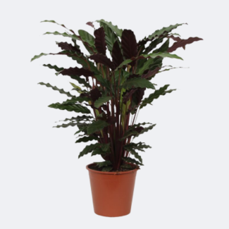 Kamerpflanze Calathea Wavestar, auch bekannt als Pfauenpflanze, 80 cm hoch, Ø19 cm