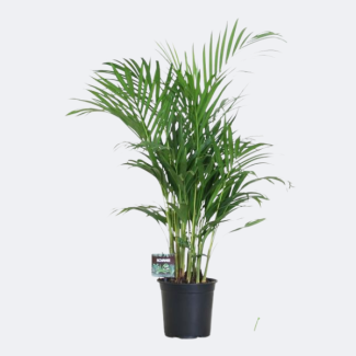 Die Goldpalme/Areca-Palme, Dypsis Lutescens, Zimmerpalme, Ø19 cm – ↕100 cm