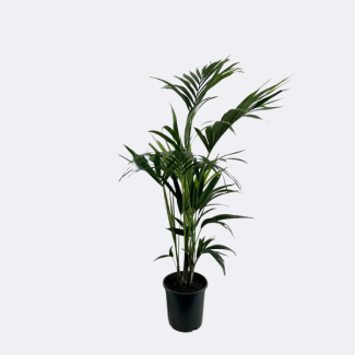 Die Kentia-Palme, Tropisches Aussehen, Grüne Pflanze, Howea Forsteriana - Ø21cm - ↕110cm