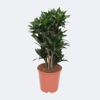 Kompakte Drachenpflanze (Dracaena Compacta) - ca. 80 cm hoch Ø24cm - Zimmerpflanze