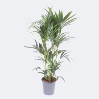 Kentia-Palme - Ø24cm - ↕130cm