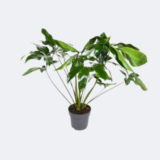 Philodendron grünes Wunder ca. 100 cm Höhe Ø24cm - elegante Zimmerpflanze