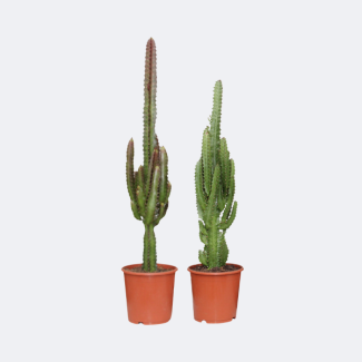 2 Stück Wolfsmilchpflanze