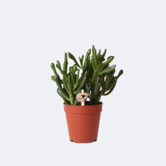 Jadepflanze Crassula Hobbit