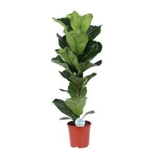 Geigenfeige, Tropische Zimmerpflanze, Ficus Lyrata Ø21 - 90cm hoch