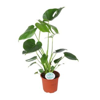 Die Fensterblattpflanze, Grüne Zimmerpflanze, Tropisch, Monstera Deliciosa - Ø14cm - ↕45cm