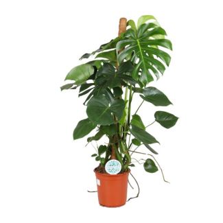Die Fensterblattpflanze, Grüne Zimmerpflanze, Tropisch, Monstera Deliciosa - Ø24cm - ↕105cm