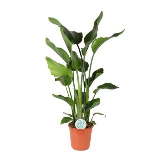 Weiße Paradiesvogelblume, Tropische Grüne Pflanze, Strelitzia Nicolai, Ø24cm - ↕110cm