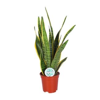 Schwiegermutterzunge, Goldrandpflanze, Schwertförmiges Dunkelgrünes Blatt mit Gelbem Rand, Sansevieria Laurentii - Ø17cm - ↕60cm