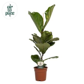Vioolbladplant, Tropische Kamerplant, Ficus Lyrata  Ø17- 60cm Hoog