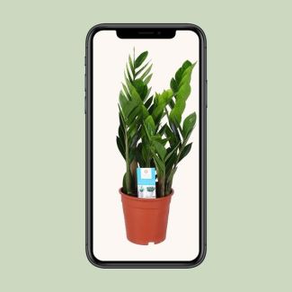 Zamioculcas zamiifolia - Ø17cm - ↕60cm