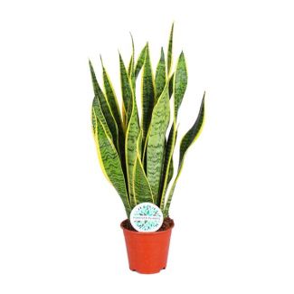 Schwiegermutterzunge, Goldrandpflanze, Schwertförmiges Dunkelgrünes Blatt mit Gelbem Rand, Sansevieria Laurentii - Ø14cm - ↕50cm