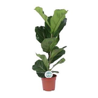 Geigenfeige, Tropische Zimmerpflanze, Ficus Lyrata Ø17-60cm hoch