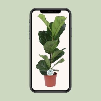 Geigenfeige, Tropische Zimmerpflanze, Ficus Lyrata Ø17-60cm hoch