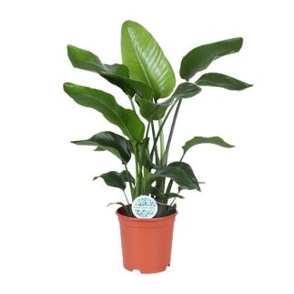Paradiesvogelblume Tropische Grüne Pflanze, Strelitzia Nicolai, Ø21cm - ↕80cm