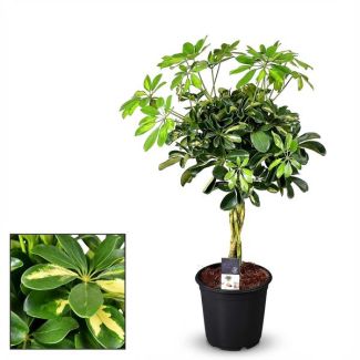 Schefflera Gold Capella - Ø21cm - ↕75cm
