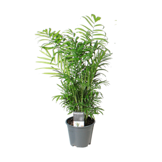 Mexikanische Zwergpalme, Zimmerpflanze, Palme, Chamaedorea elegans Ø14cm - ↕55cm